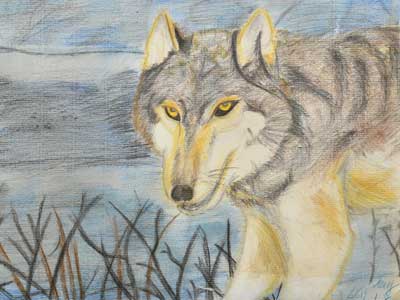 狼－孤單的狼獨自在夜晚的草原上覓食